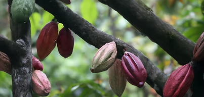 Ninole Cacao LLC Icon