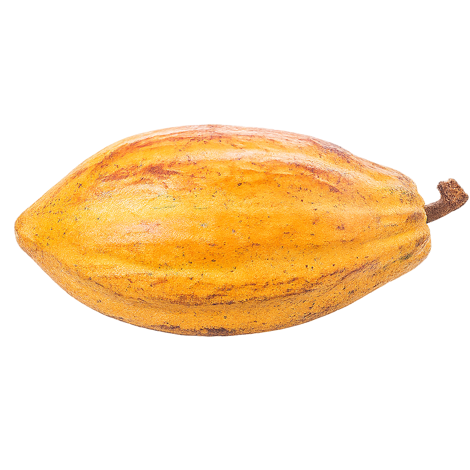 EHCA cacao