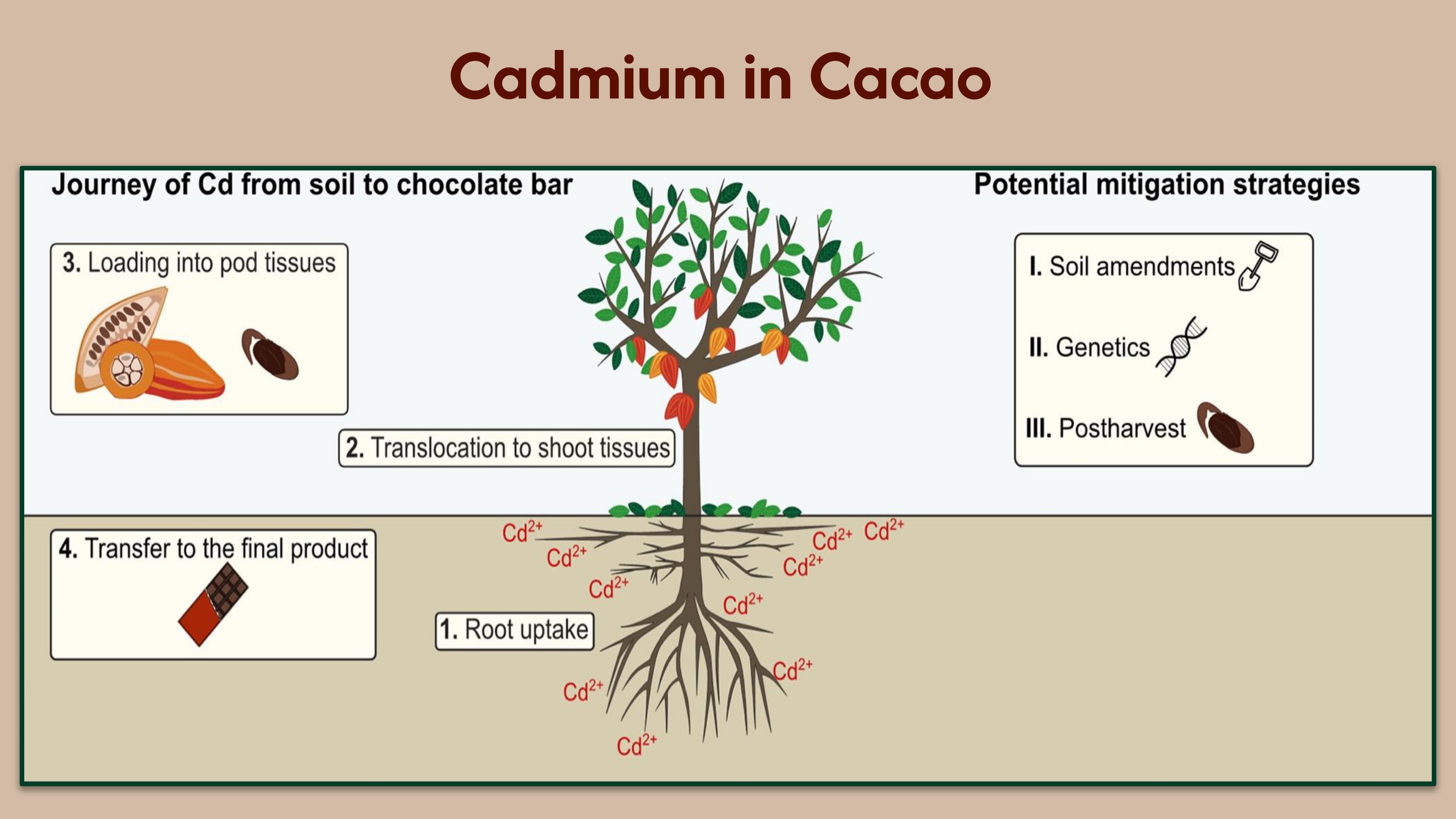 Cadmium in Cacao
