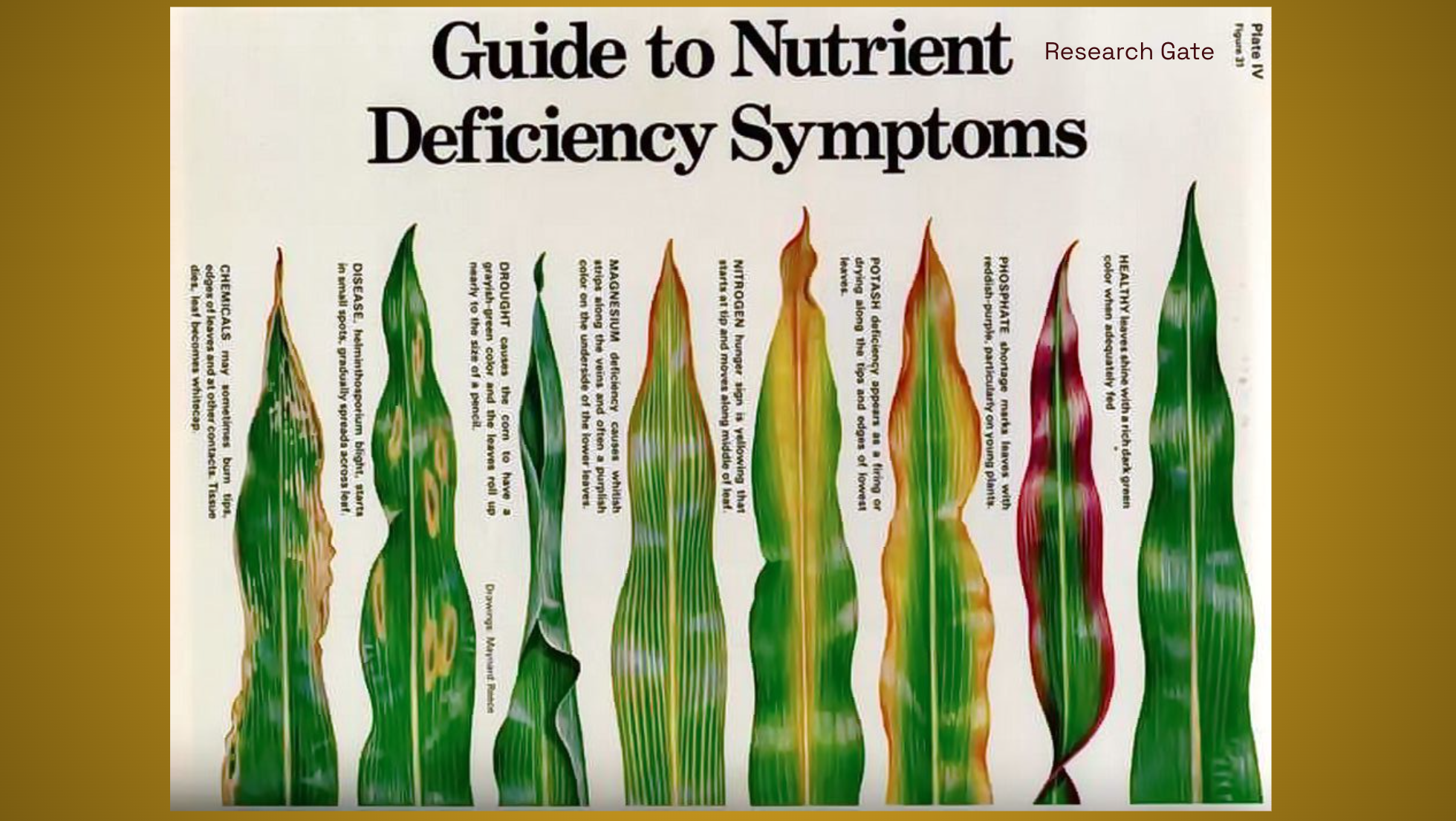 Nutrient deficiency guide