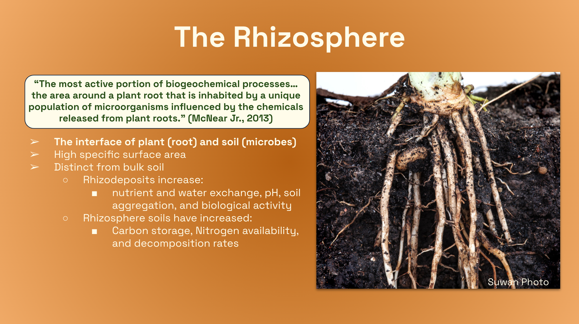 Rhizosphere diagram