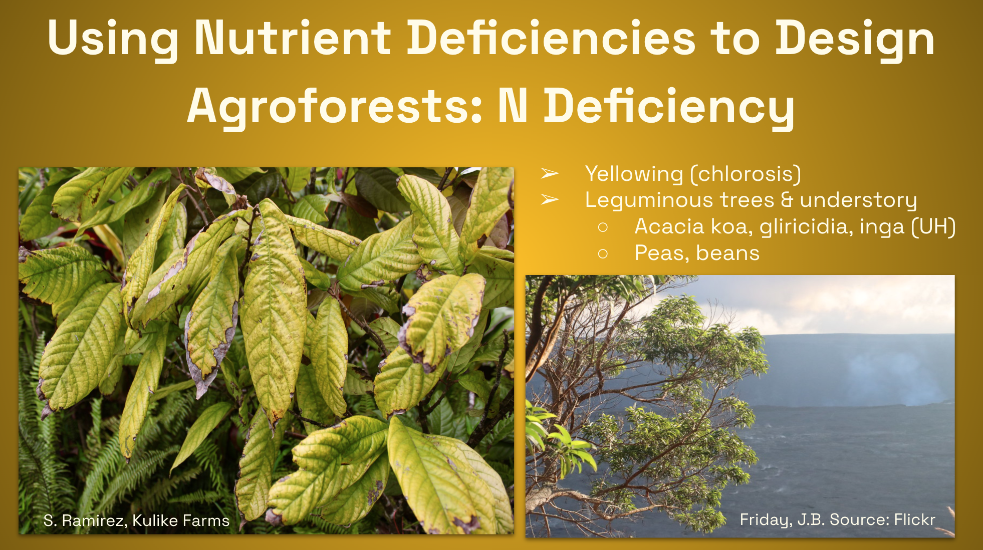 Nitrogen deficiency