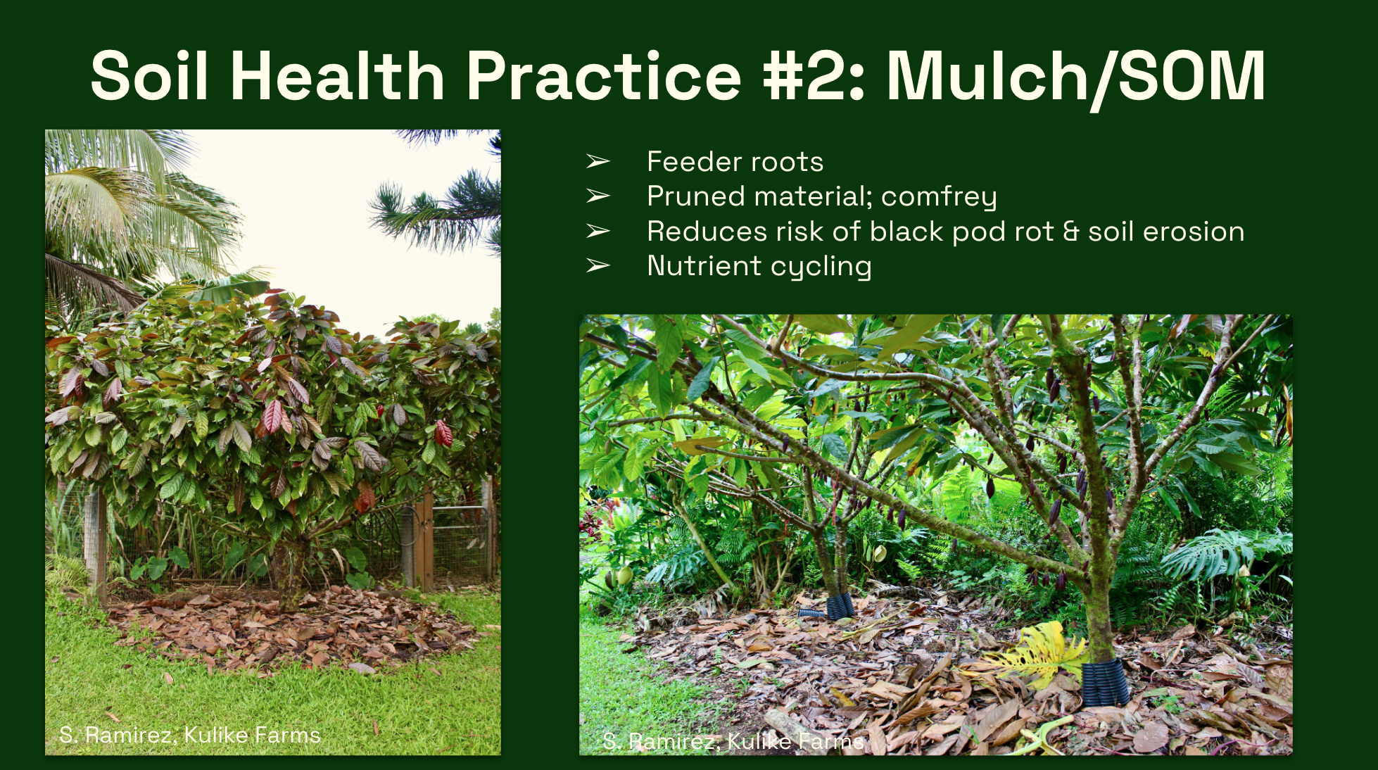 Mulching benefits