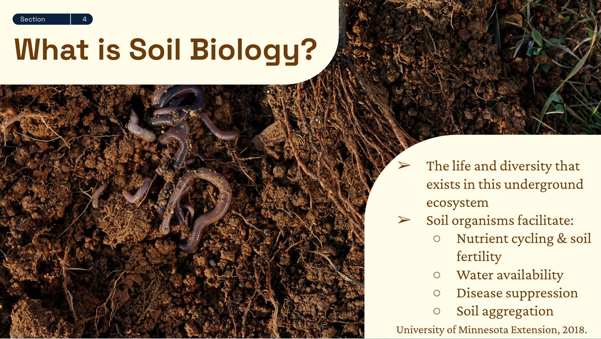 Soil biology concept