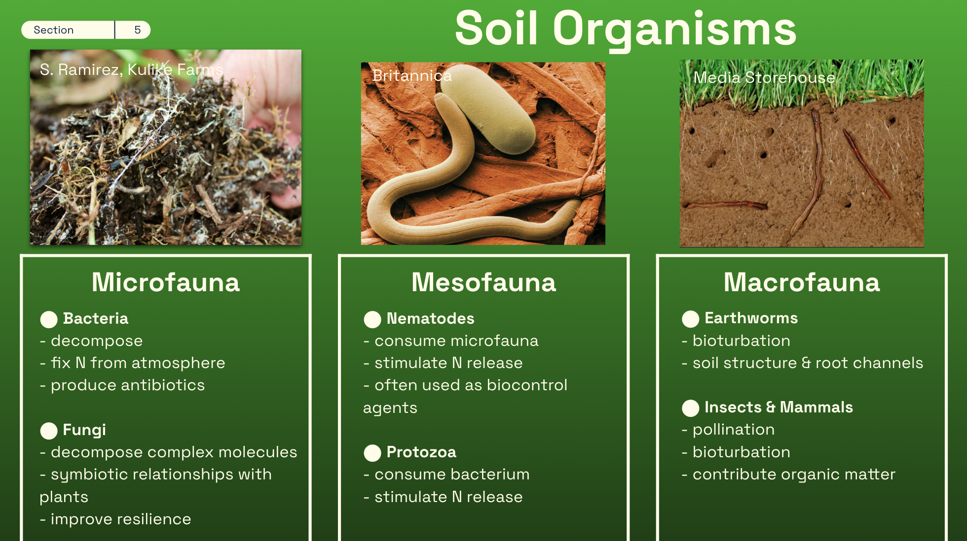 Soil organisms diagram
