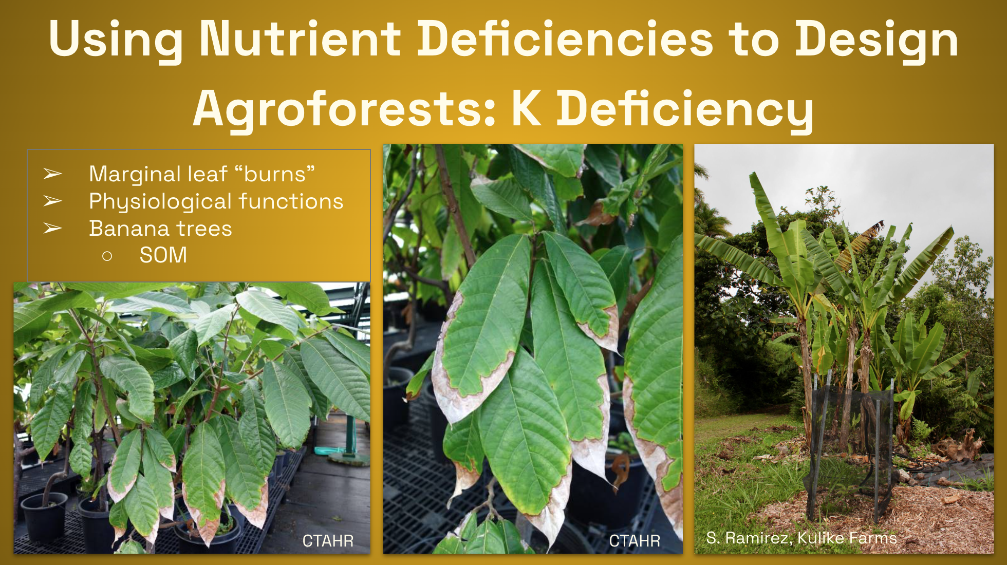 Potassium deficiency