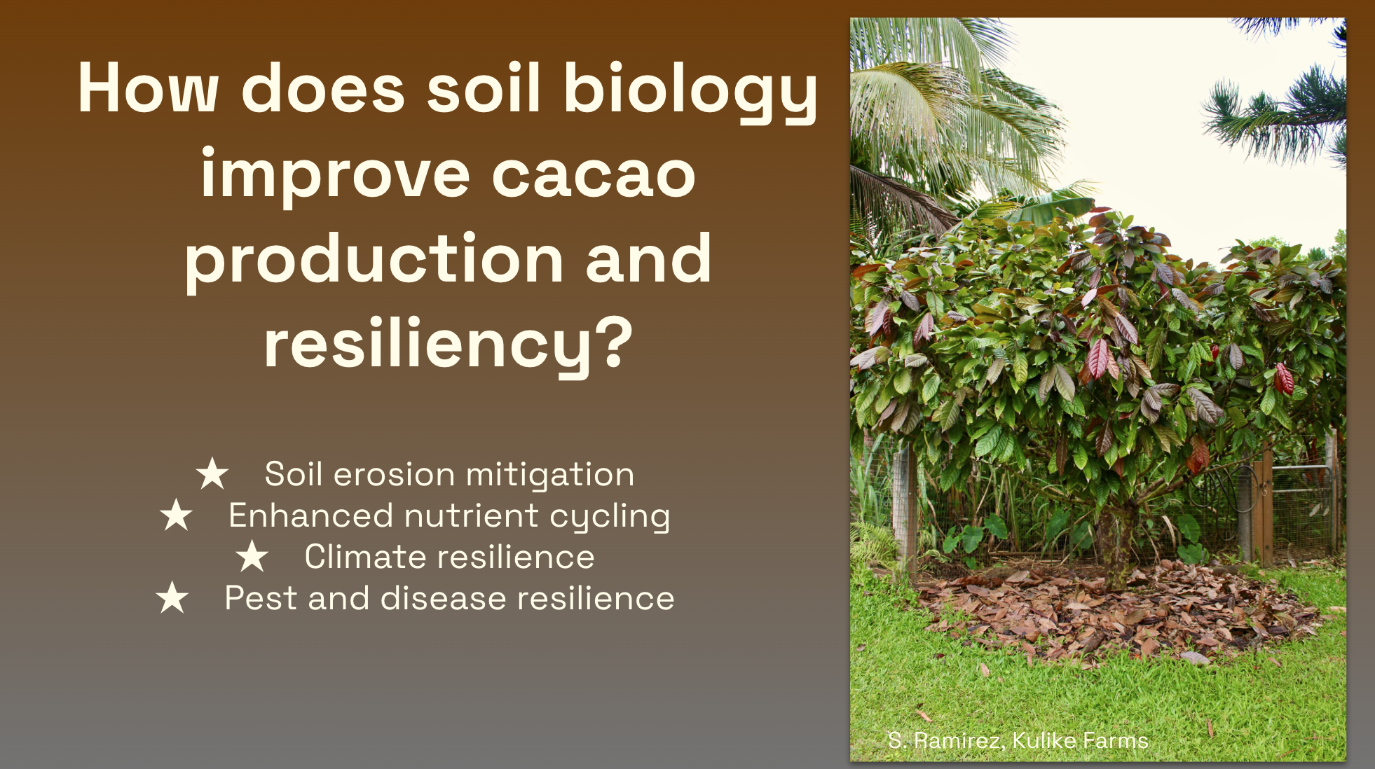 Cacao benefits